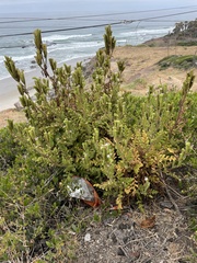 Costa Baja phacelia (Phacelia ixodes)
