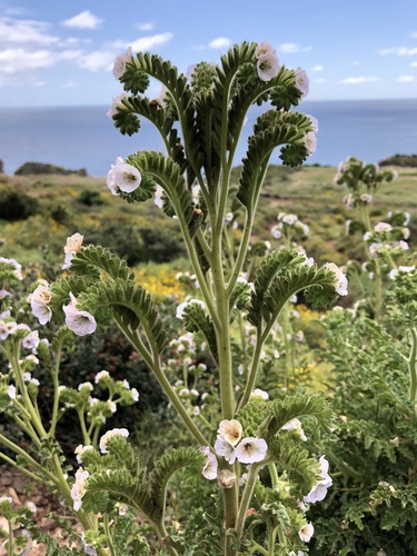Costa Baja phacelia (Phacelia ixodes)