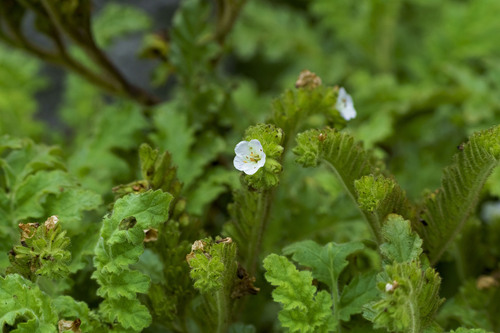 Costa Baja phacelia (Phacelia ixodes)