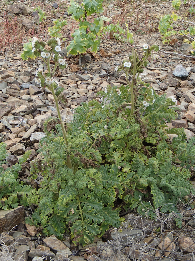 Costa Baja phacelia (Phacelia ixodes)