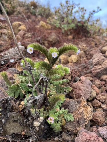 Costa Baja phacelia (Phacelia ixodes)