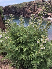 Costa Baja phacelia (Phacelia ixodes)