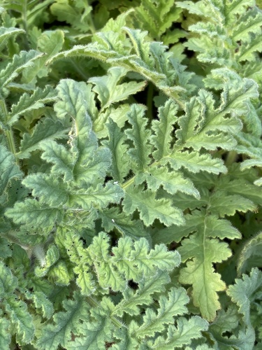 Costa Baja phacelia (Phacelia ixodes)