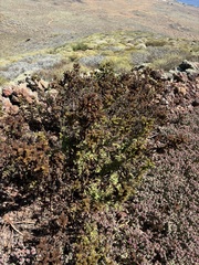 Costa Baja phacelia (Phacelia ixodes)