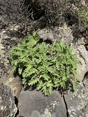 Sticky phacelia (Phacelia lenta)