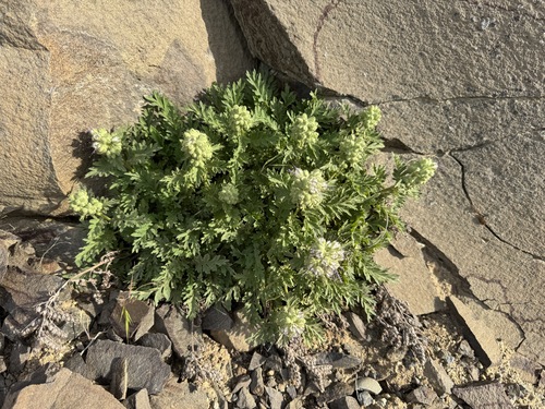 Sticky phacelia (Phacelia lenta)