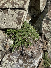 Sticky phacelia (Phacelia lenta)