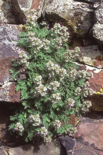 Sticky phacelia (Phacelia lenta)