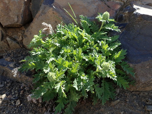 Sticky phacelia (Phacelia lenta)