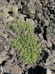 Sticky phacelia (Phacelia lenta)