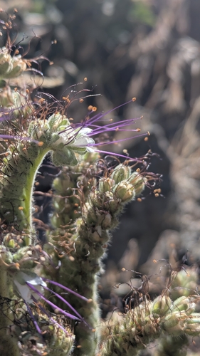 Sticky phacelia (Phacelia lenta)