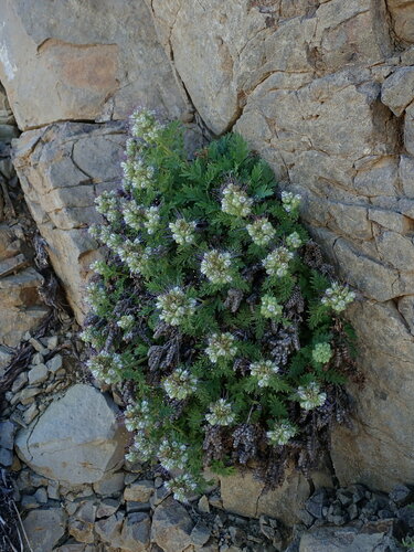 Sticky phacelia (Phacelia lenta)