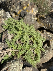 Sticky phacelia (Phacelia lenta)