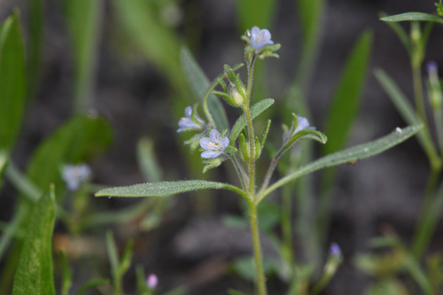 Siskiyou phacelia (Phacelia leonis)
