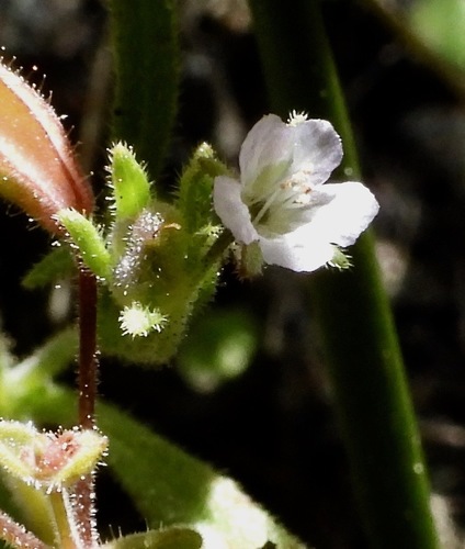 Siskiyou phacelia (Phacelia leonis)