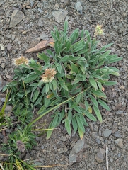 Narrowsepal phacelia (Phacelia leptosepala)