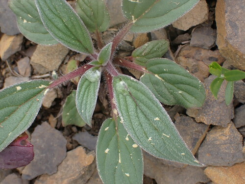 Narrowsepal phacelia (Phacelia leptosepala)