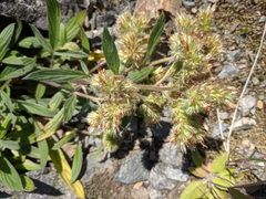 Narrowsepal phacelia (Phacelia leptosepala)