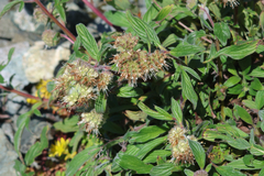 Narrowsepal phacelia (Phacelia leptosepala)