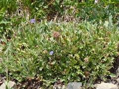 Narrowsepal phacelia (Phacelia leptosepala)