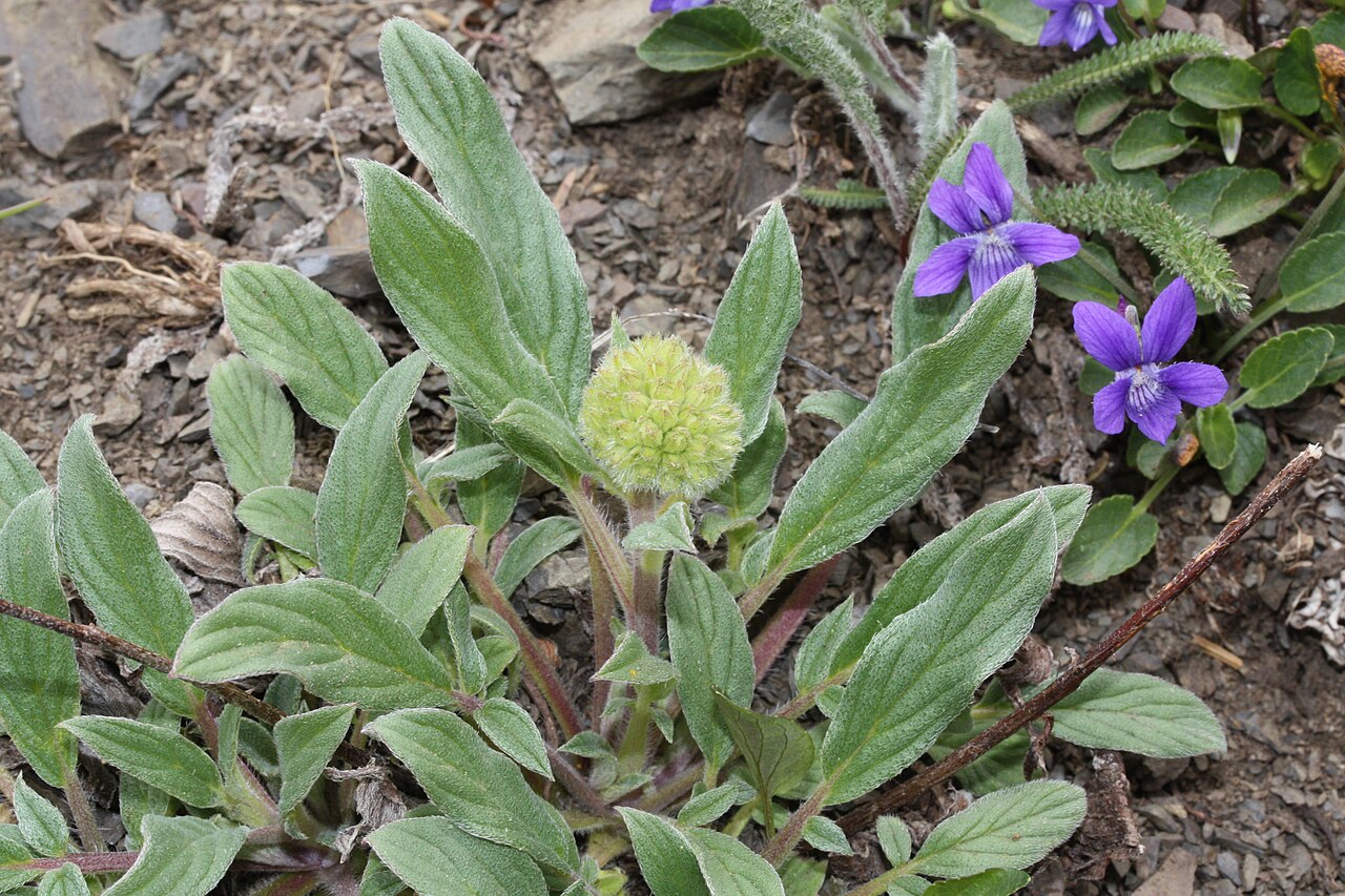 Narrowsepal phacelia: Narrow-sepal Phacelia, Narrow-sepal Scorpion-weed