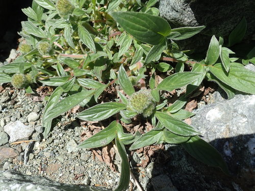 Narrowsepal phacelia (Phacelia leptosepala)