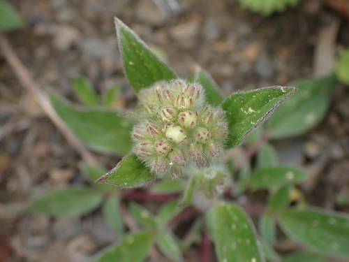 Narrowsepal phacelia (Phacelia leptosepala)