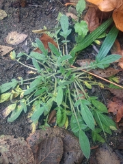Narrowsepal phacelia (Phacelia leptosepala)