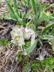 Narrowsepal phacelia (Phacelia leptosepala)