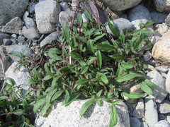 Narrowsepal phacelia (Phacelia leptosepala)