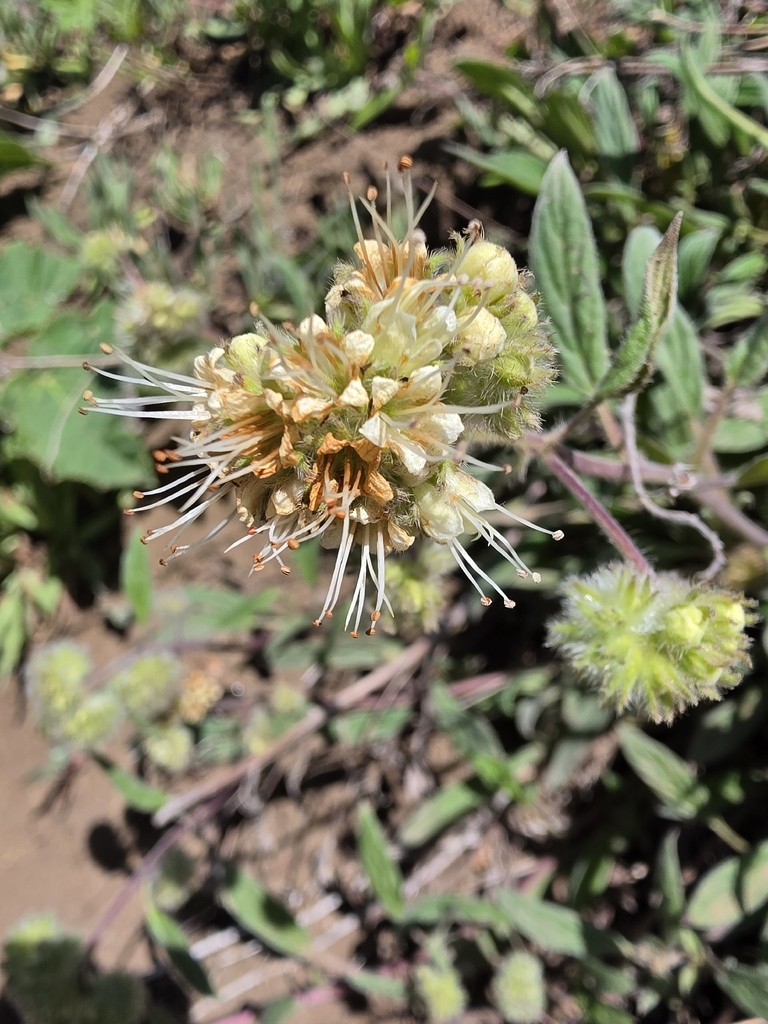 Narrowsepal phacelia (Phacelia leptosepala)