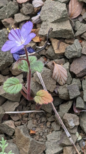 Longstalk phacelia (Phacelia longipes)