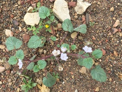 Longstalk phacelia (Phacelia longipes)