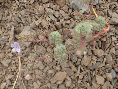 Longstalk phacelia (Phacelia longipes)