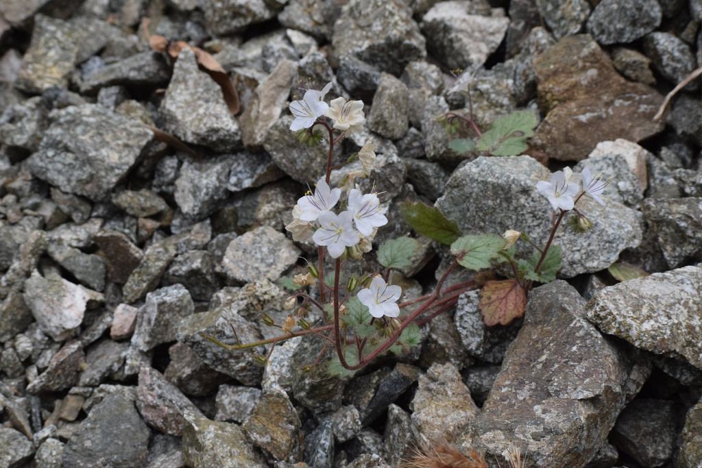 Longstalk phacelia (Phacelia longipes)