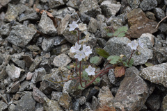 Longstalk phacelia (Phacelia longipes)