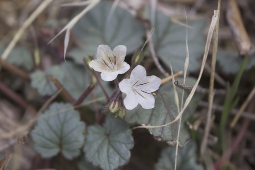 Longstalk phacelia (Phacelia longipes)