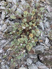 Longstalk phacelia (Phacelia longipes)