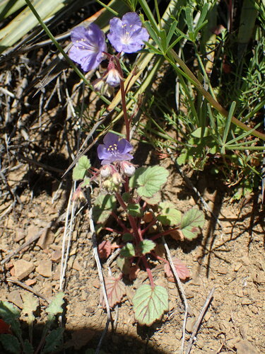 Longstalk phacelia (Phacelia longipes)