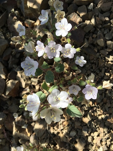 Longstalk phacelia (Phacelia longipes)