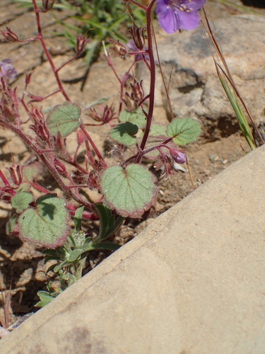 Longstalk phacelia (Phacelia longipes)