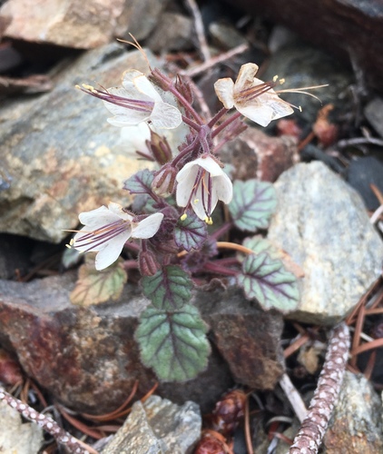 Longstalk phacelia (Phacelia longipes)