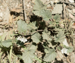 Longstalk phacelia (Phacelia longipes)