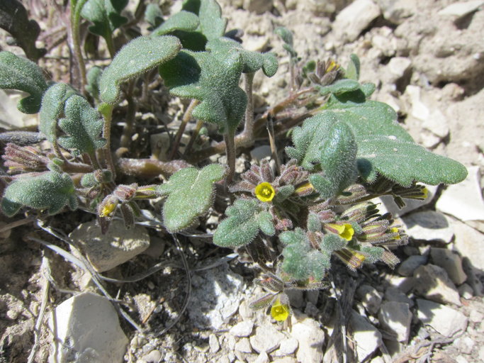 Yellow phacelia: Phacelia lutea var. scopulina , Goshute Valley, Elko County, Nevada, USA. This photo is in the public domain and may be freely used for any purpose