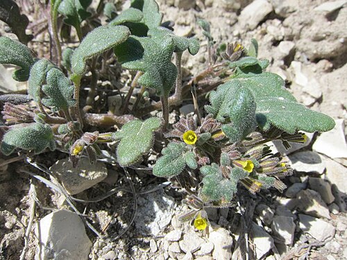 Yellow phacelia: Phacelia lutea var. scopulina , Goshute Valley, Elko County, Nevada, USA. This photo is in the public domain and may be freely used for any purpose