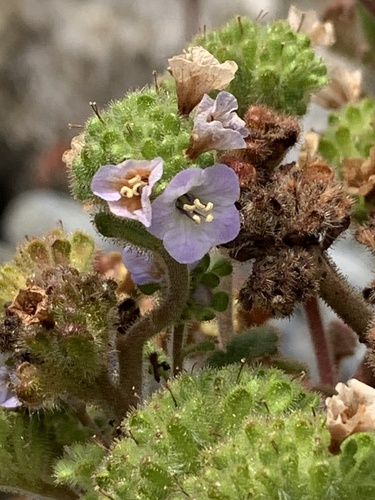 Lyon's phacelia (Phacelia lyonii)