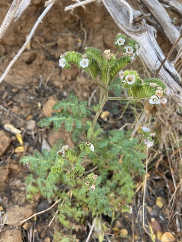 Lyon's phacelia (Phacelia lyonii)