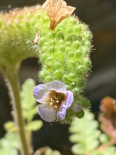 Lyon's phacelia (Phacelia lyonii)