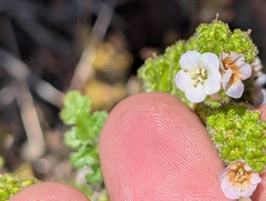 Lyon's phacelia (Phacelia lyonii)