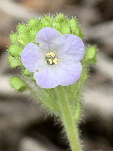 Lyon's phacelia (Phacelia lyonii)